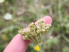 Selinum carvifolia, photograph (c) arthur_haendler, some rights reserved (CC BY)