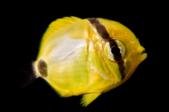 Blueblotched Butterflyfish photo 4