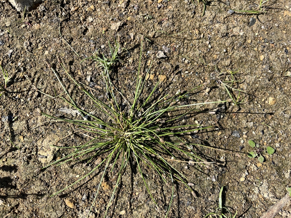 Eleocharis ovata; photograph (c) Pavel Kacl, some rights reserved (CC BY)