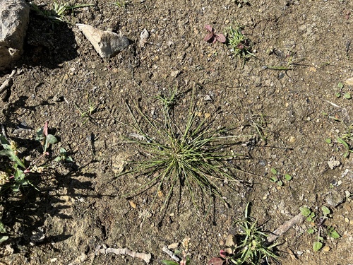 Eleocharis ovata, photograph 6