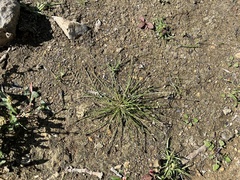 Eleocharis ovata, photograph (c) Pavel Kacl, some rights reserved (CC BY)