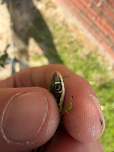 Western Ribbon Snake