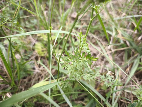 Selinum carvifolia, photograph 6