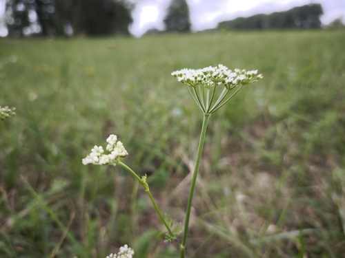 Selinum carvifolia, photograph 5