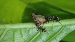 Hemiptycha obtecta