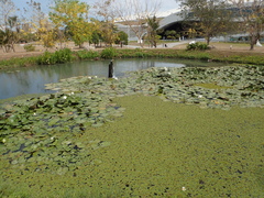 Salvinia cucullata