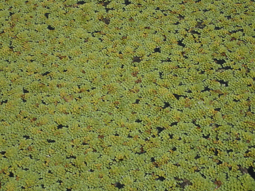 Image of Salvinia cucullata by no rights reserved