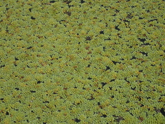 Salvinia cucullata