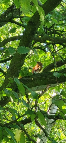 Eurasian Red Squirrel