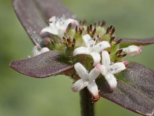 woodland false buttonweed (Spermacoce assurgens)