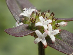 Woodland false buttonweed