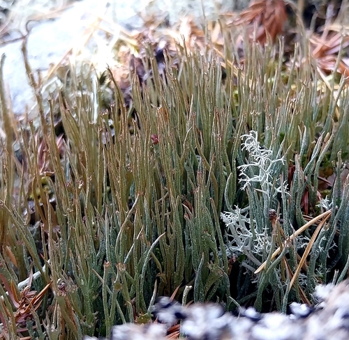 Smooth Pixie Lichen
