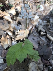 Tiarella stolonifera