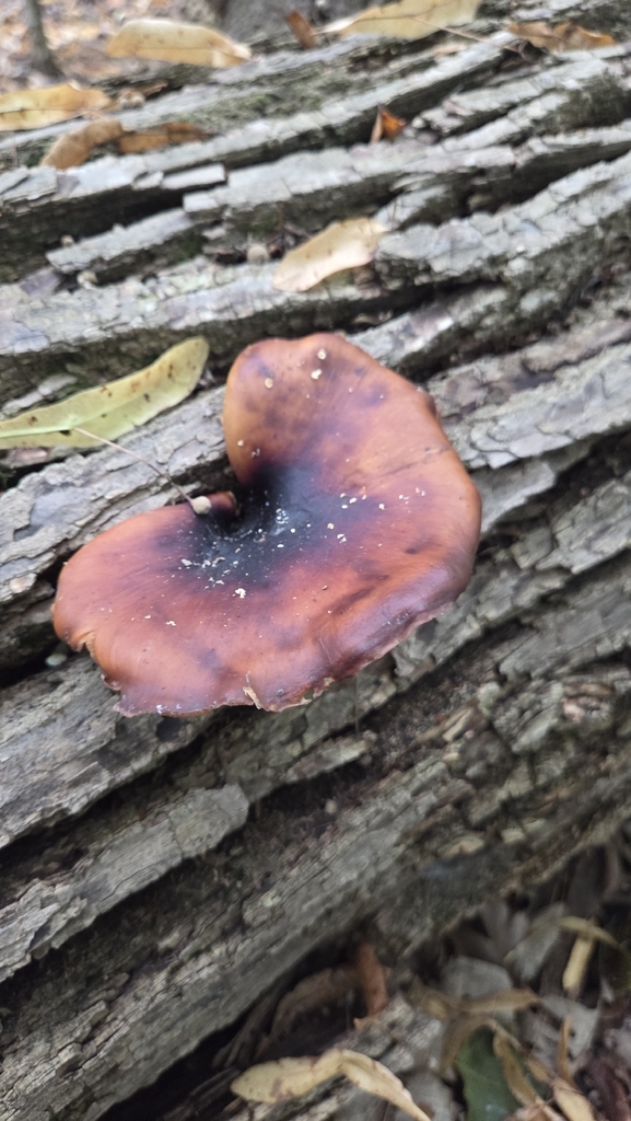 Bay Polypore · August 2026 · photo: Photo: (c) Carter Ertel, some rights reserved (CC BY) · iNaturalist