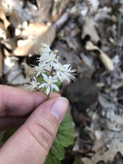 Tiarella stolonifera