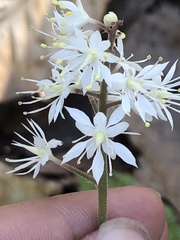 Tiarella stolonifera