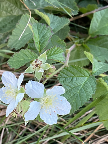 European dewberry