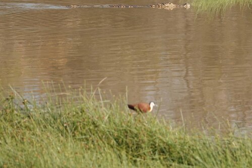 iNaturalist image