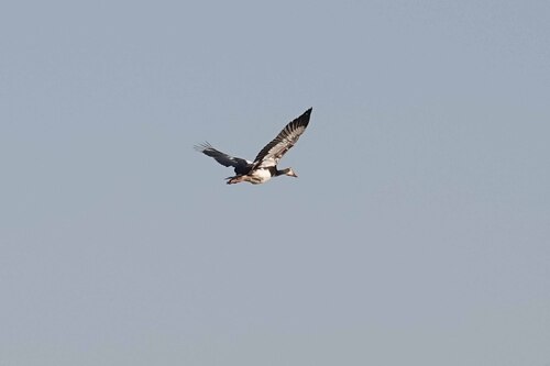 iNaturalist: (c) christiaandevries, some rights reserved (CC BY-NC) iNaturalist image