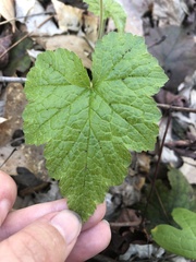 Tiarella stolonifera