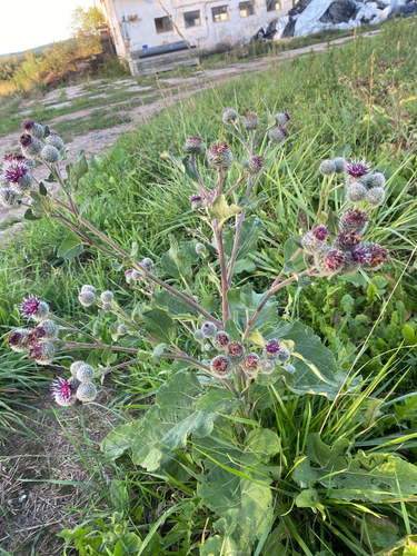 Woolly Burdock