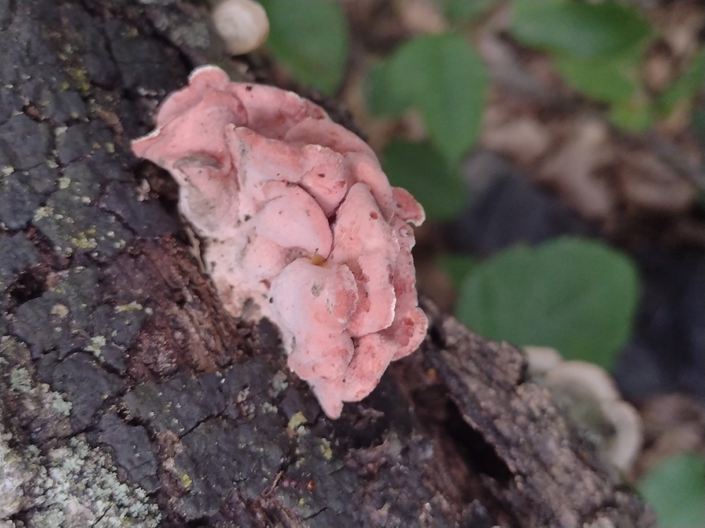 Coral-pink Merulius · August 2026 · photo: Photo: (c) Cecil Smith, some rights reserved (CC BY) · iNaturalist