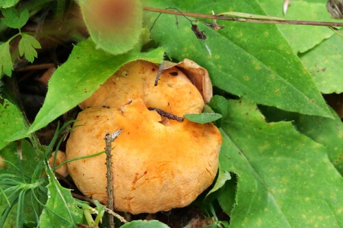 Golden Chanterelle