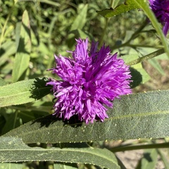 author not stated, no rights reserved Vernonia arkansana, photograph author not stated, no rights reserved