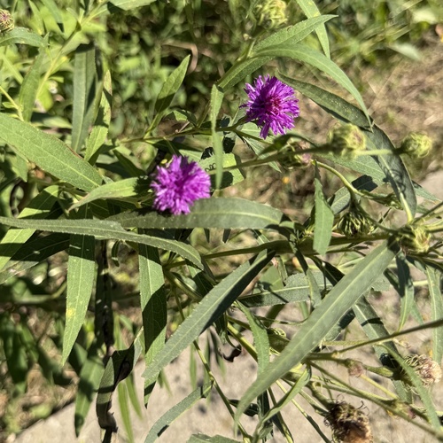 Vernonia arkansana, photograph 3