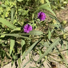 author not stated, no rights reserved Vernonia arkansana, photograph author not stated, no rights reserved