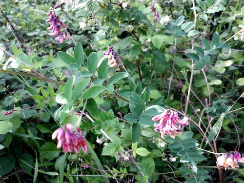 Black pea (Lathyrus niger)