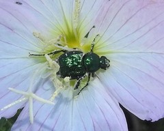 Trichiotinus lunulatus