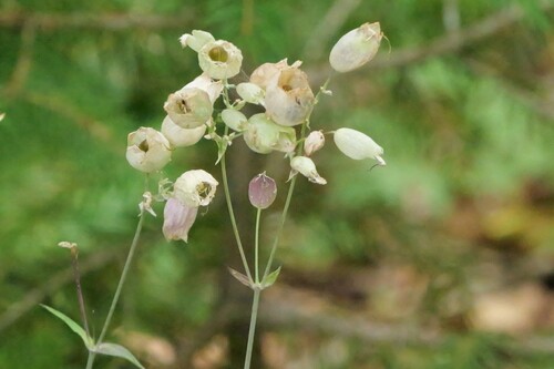bladder campion