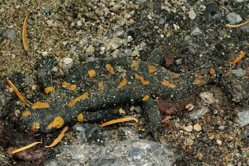 Fire Salamander