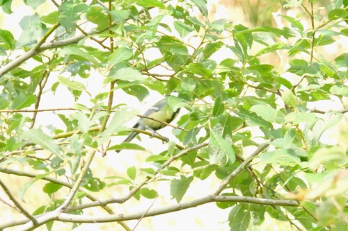 Great Tit