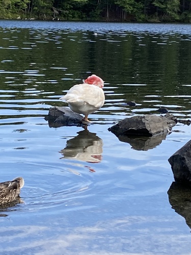 Muscovy Ducks