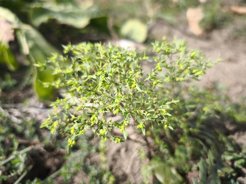 Euphorbia exigua observed 2026-08-30