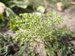 Euphorbia exigua, photograph (c) arthur_haendler, some rights reserved (CC BY)