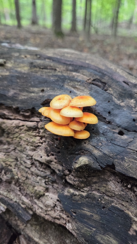 orange mycena · August 2026 · photo: Photo: (c) Carter Ertel, some rights reserved (CC BY) · iNaturalist