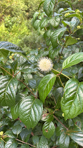 buttonbush