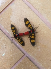 Euchromia elegantissima