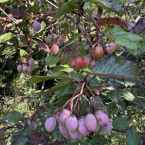 Viburnum rufidulum, photograph 6