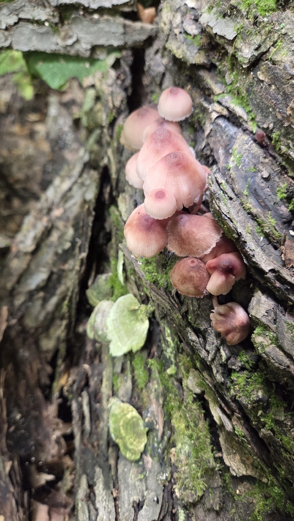 Bleeding Fairy Helmet · August 2026 · photo: Photo: (c) Carter Ertel, some rights reserved (CC BY) · iNaturalist