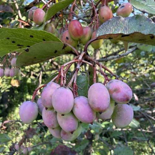 Viburnum rufidulum, photograph 5