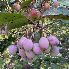 author not stated, no rights reserved Viburnum rufidulum, photograph author not stated, no rights reserved