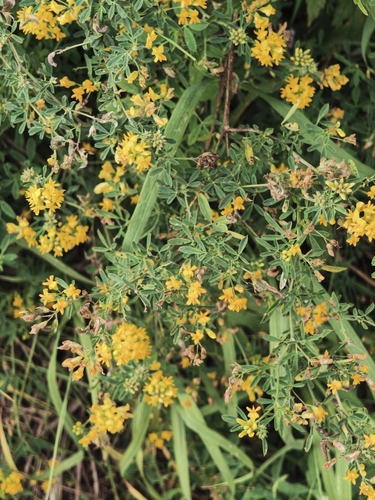 sickle alfalfa