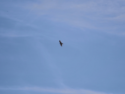 Red Kite