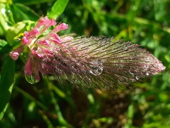 Trifolium rubens