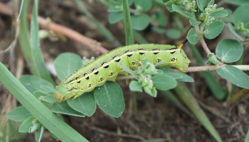 White-lined Sphinx
