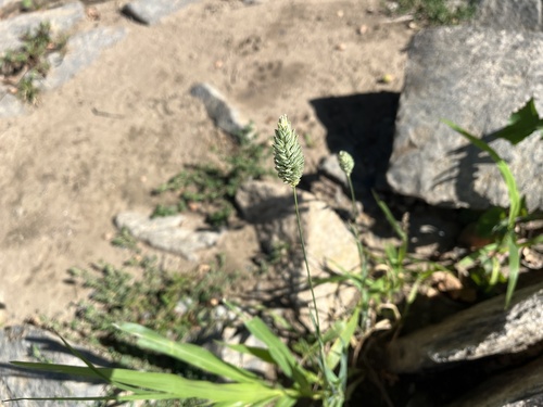 Phalaris canariensis observed 2026-08-30